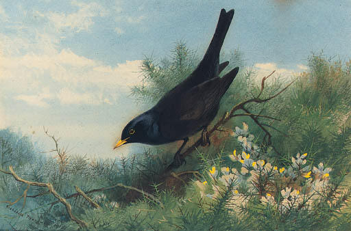 A Blackbird Amongst Gorse — Archibald Thorburn