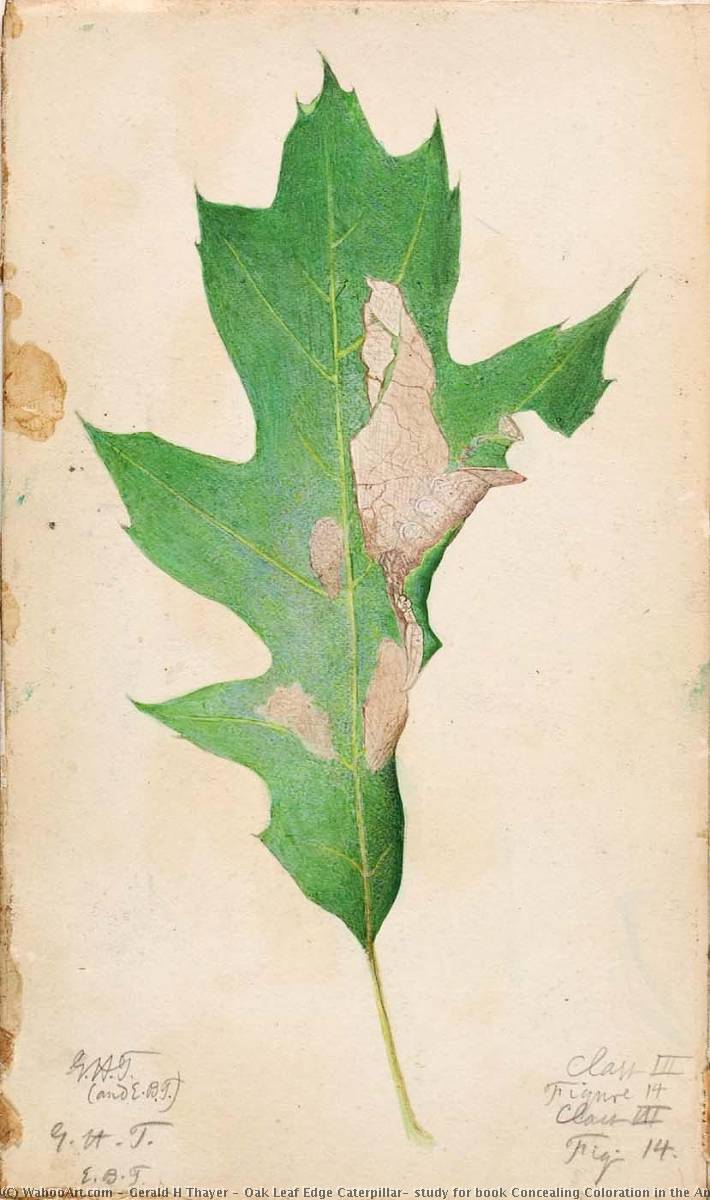 Oak Leaf Edge Caterpillar, Study For Book Concealing Coloration In The Animal Kingdom — Gerald H Thayer