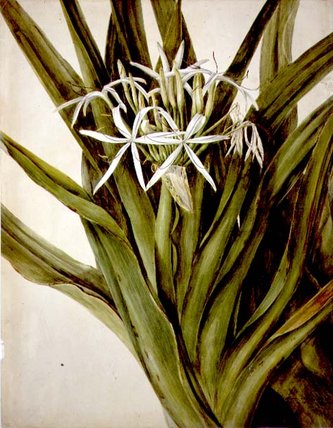 The Murray Lily, Cirinum Pedunculatum, — John William Lewin