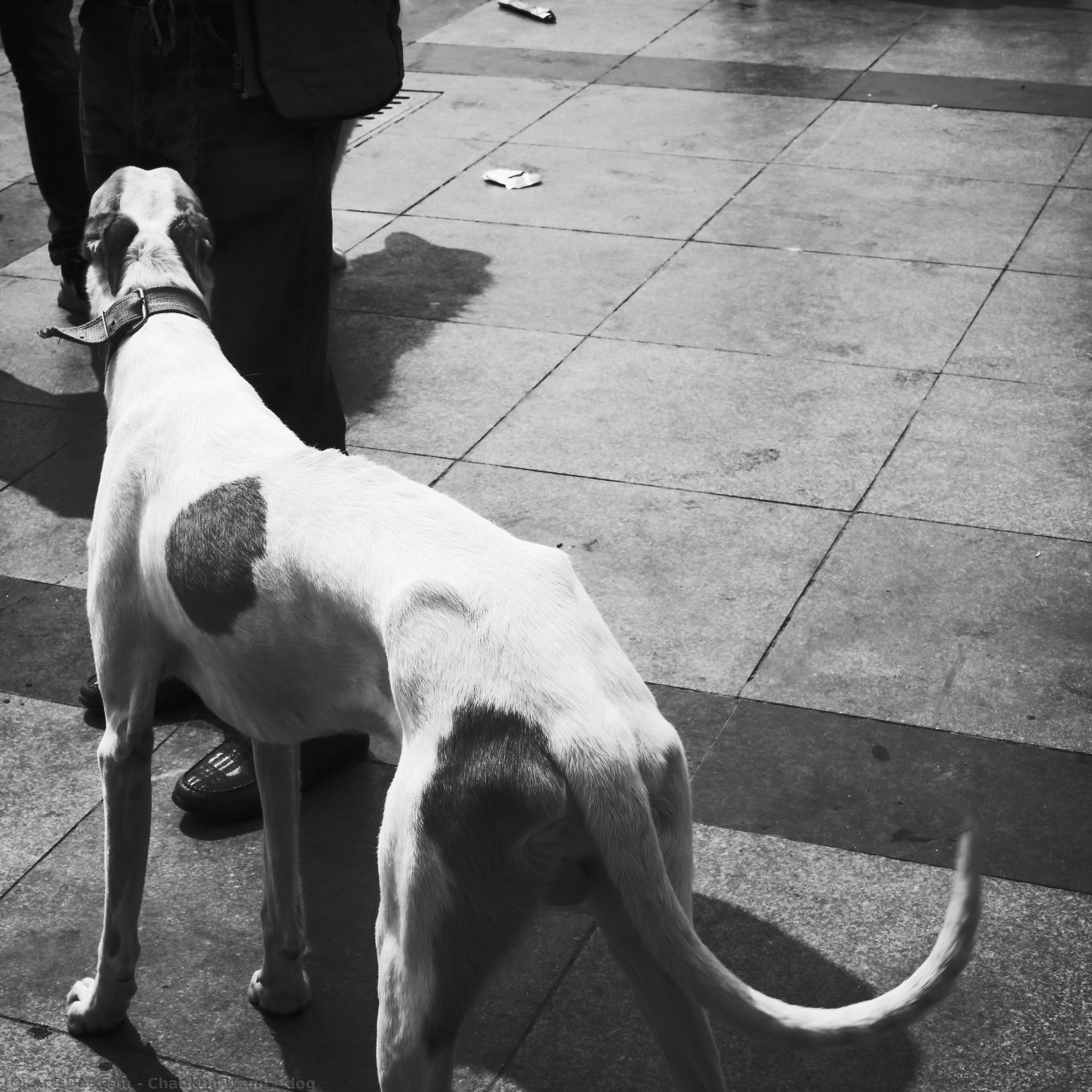 Dog — Chaokun Wang