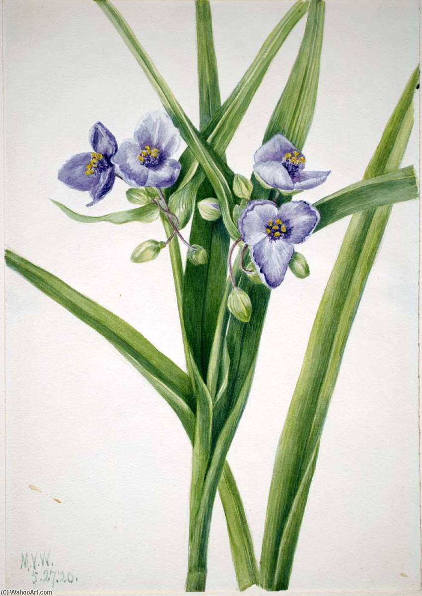 Virginia Spiderwort (tradescantia Virginiana) — Mary Vaux Walcott