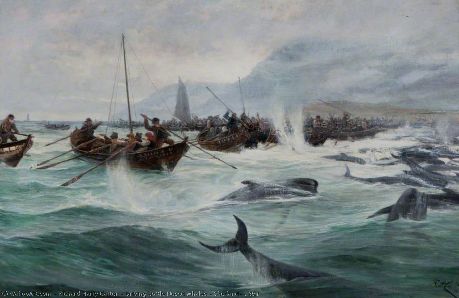 Driving Bottle Nosed Whales – Shetland, 1891 — Richard Harry Carter