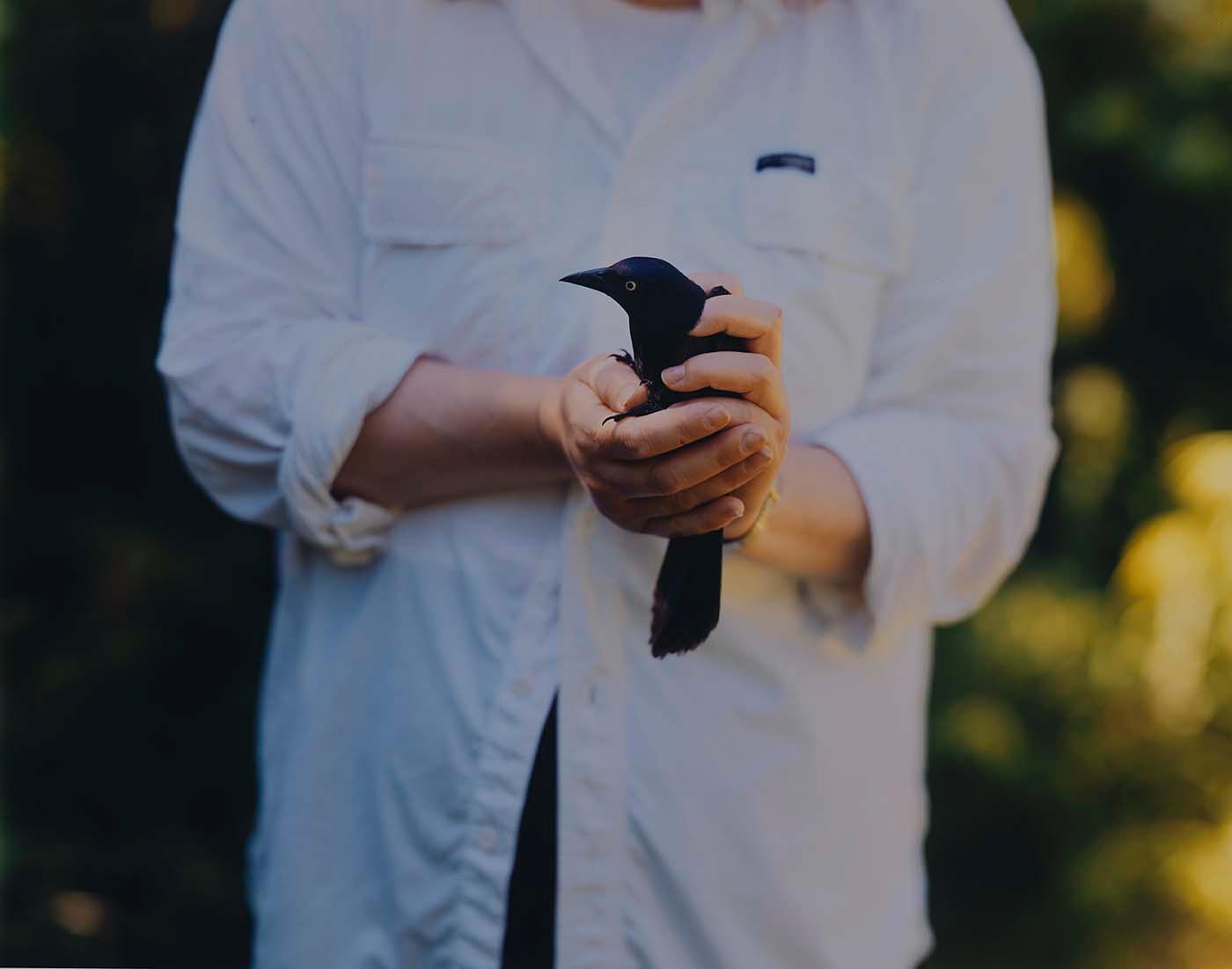 Grackle — Barbara Bosworth