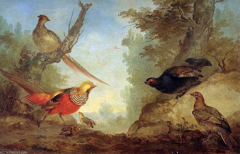 Phasants Sun — Aert Schouman