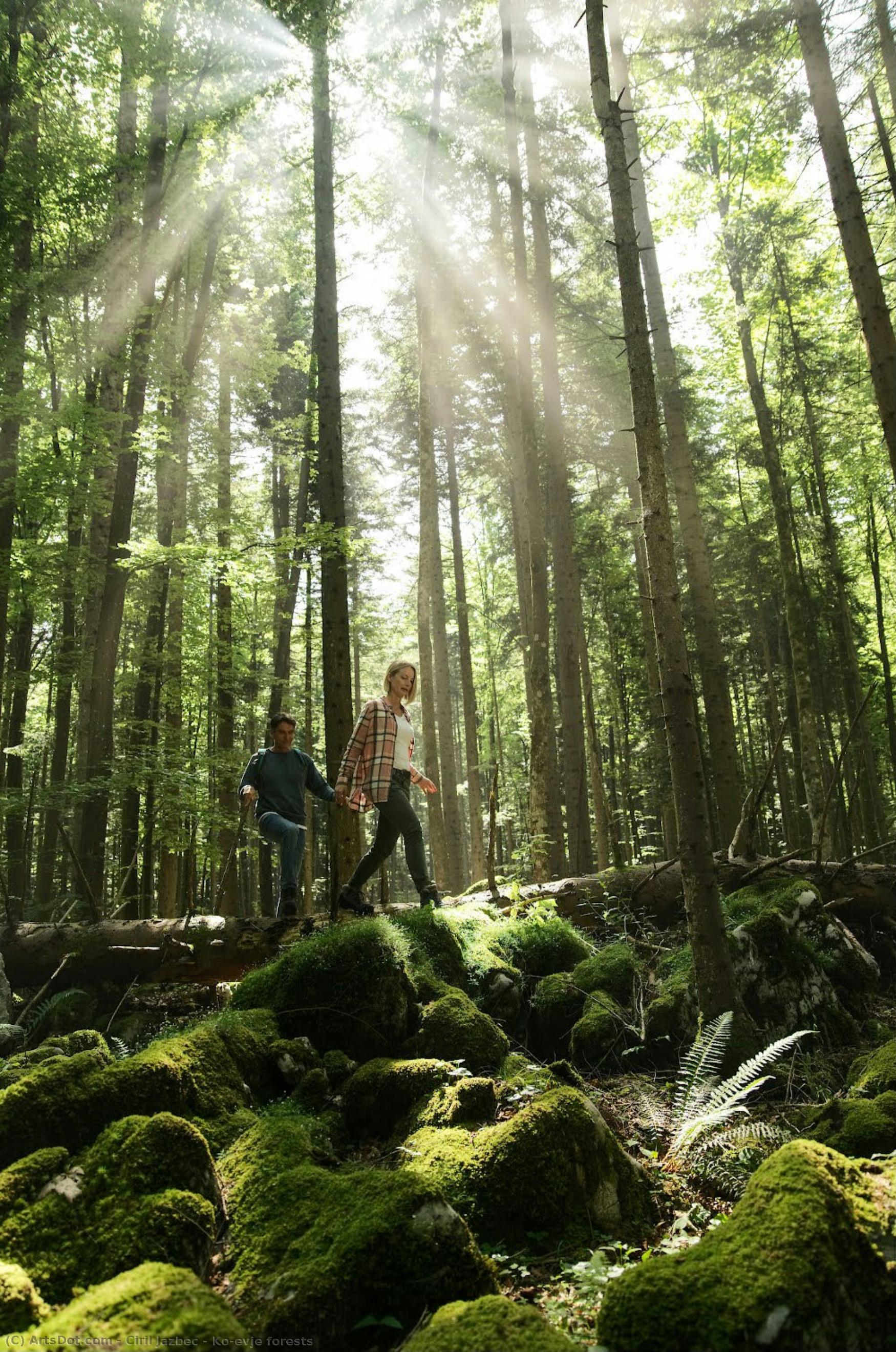 Kočevje Forests — Ciril Jazbec