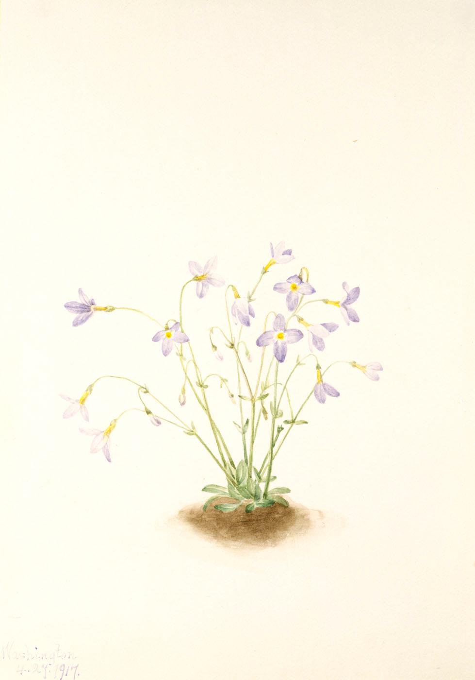 Quakerladies (houstonia Caerulea) — Mary Vaux Walcott