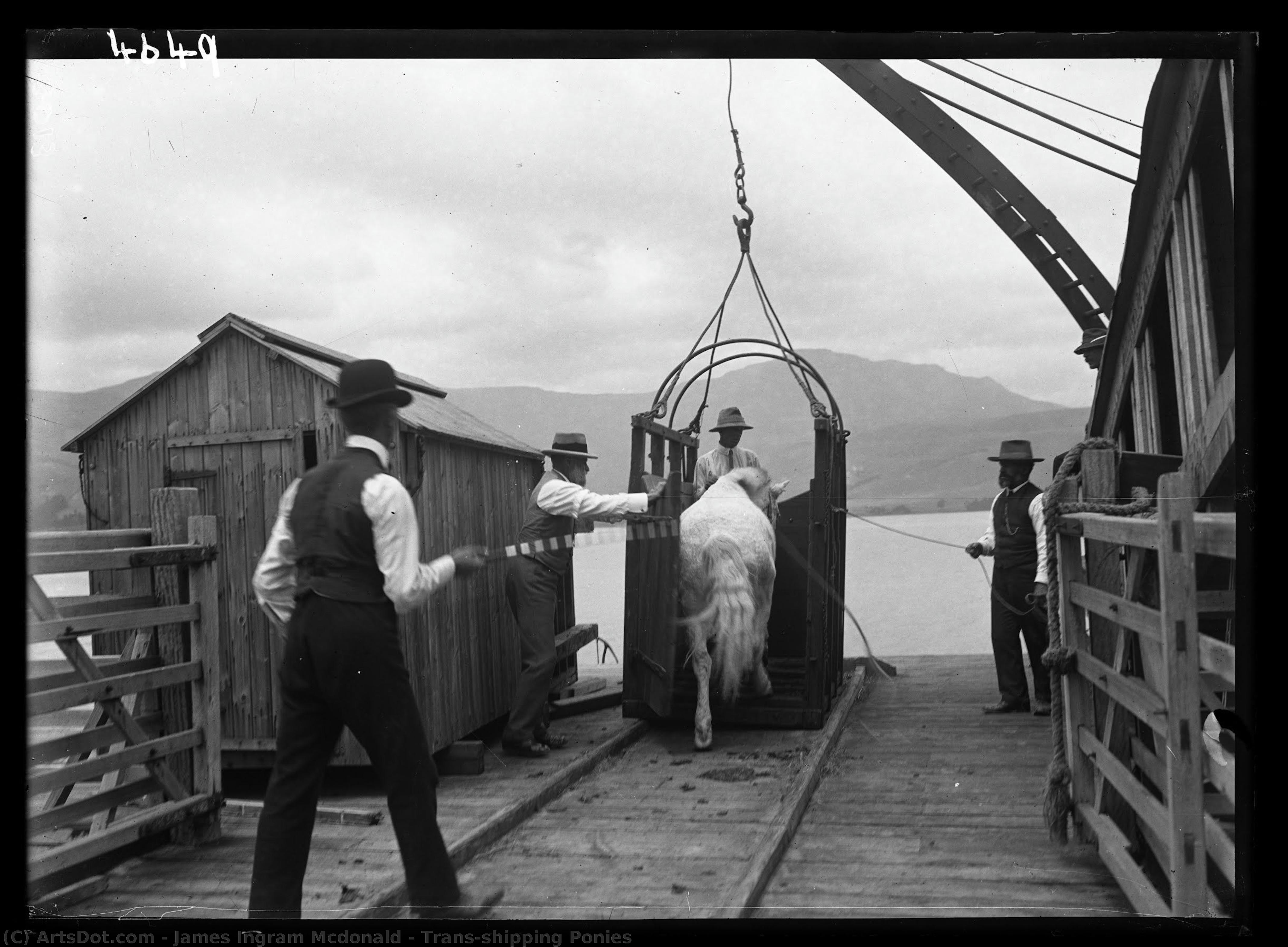 Trans-shipping Ponies — James Ingram Mcdonald