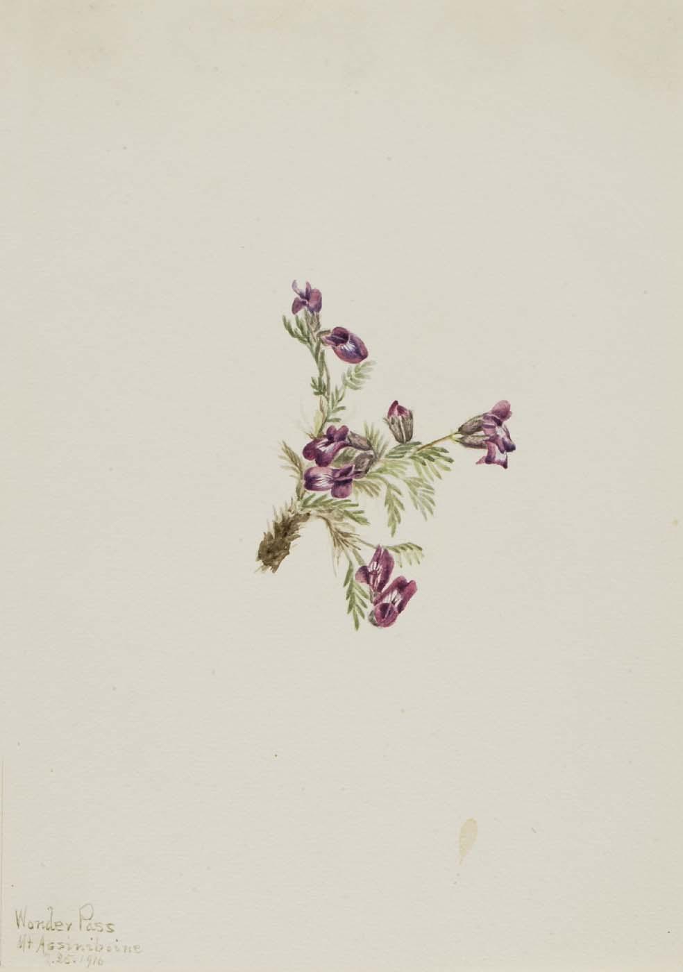 Alpine Pointvetch (oxytropis Podocarpa) — Mary Vaux Walcott