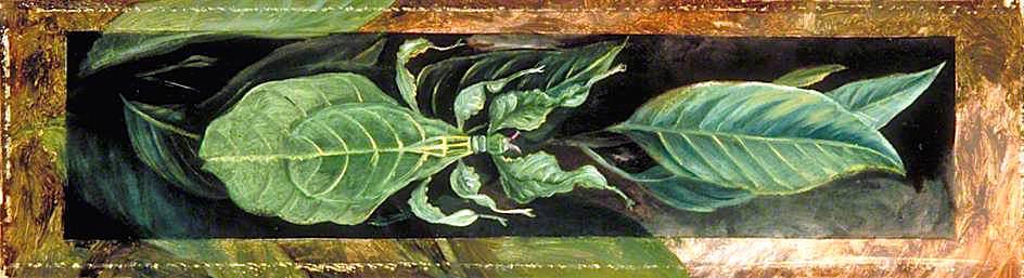 Leaf Insect — Marijana Nort