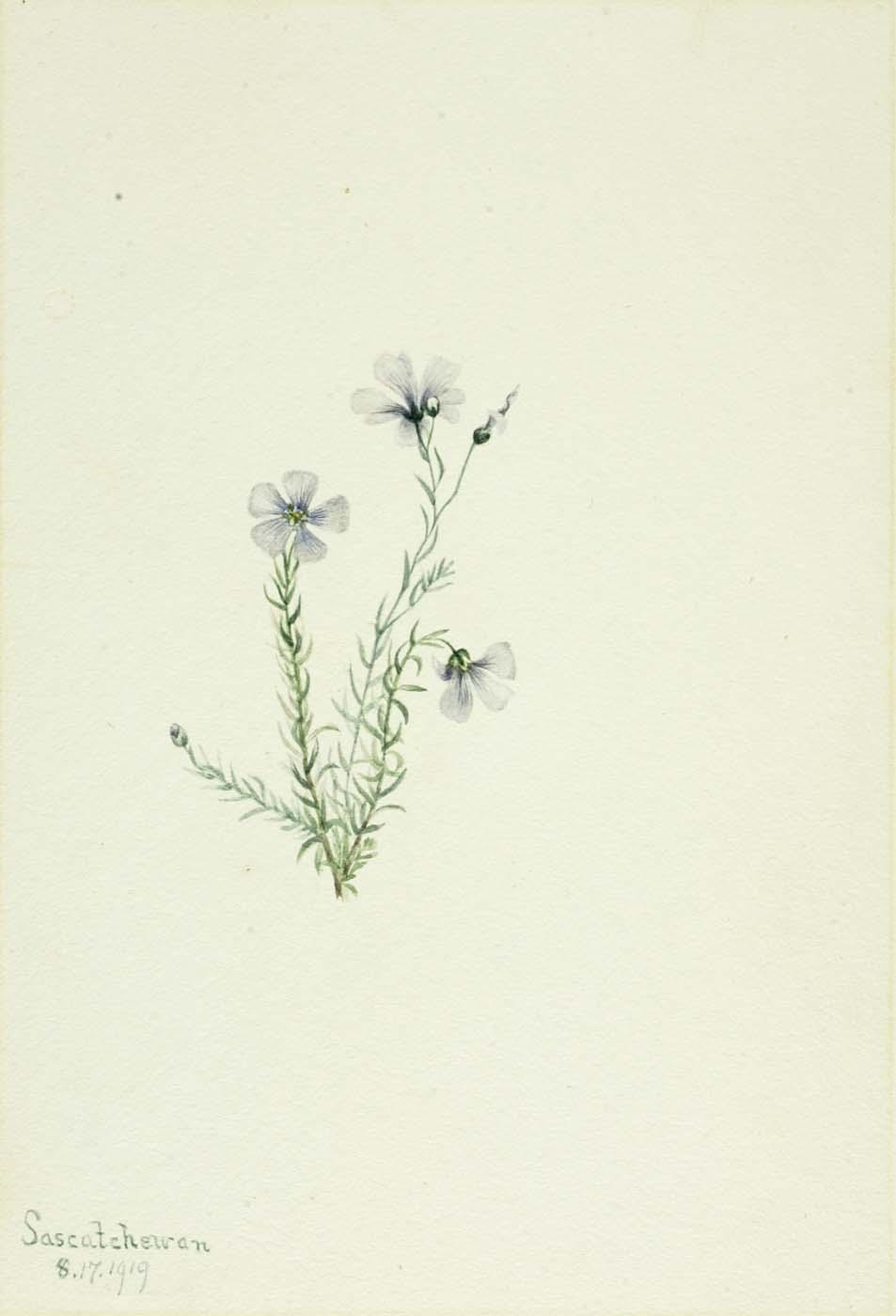Wild Flax (linum Lewisii) — Mary Vaux Walcott