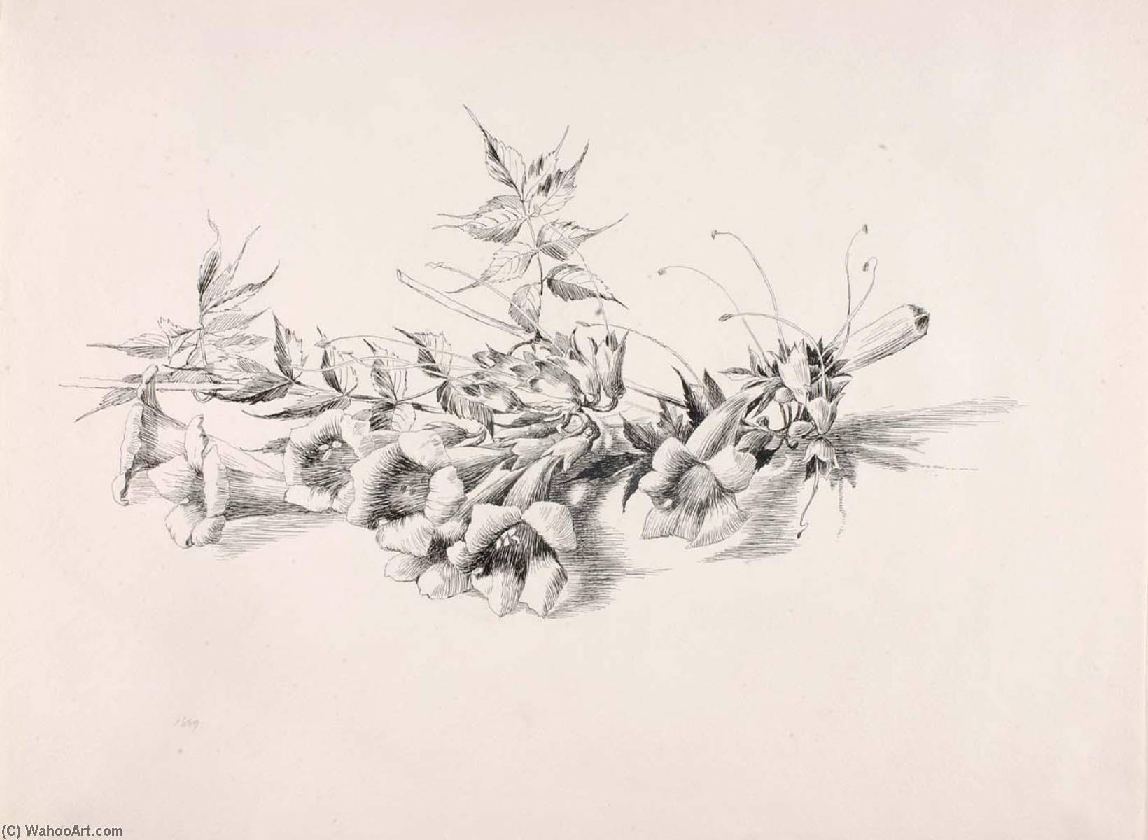 Untitled (trumpet Vine, Campsis Radicans) — George Elbert Burr