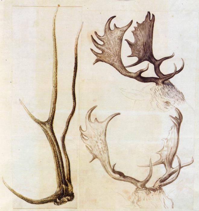 Nature Studies — Жозеф Арчимбольдо