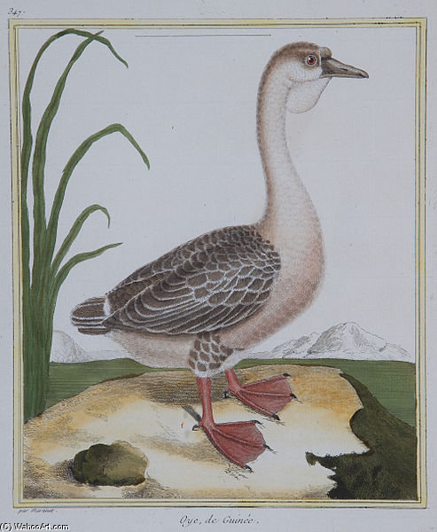 Oye De Guinée — Francois Nicolas Martinet