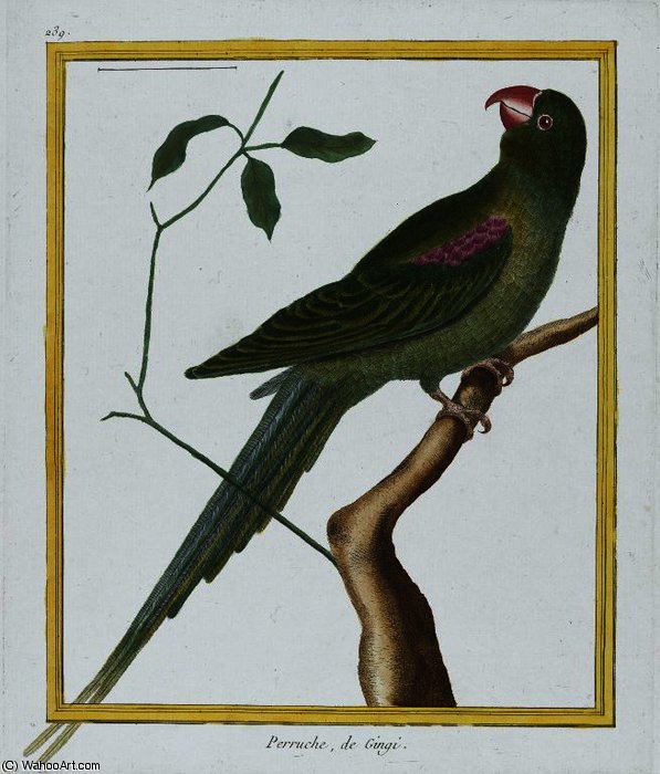 Peruche De Gingi — Francois Nicolas Martinet
