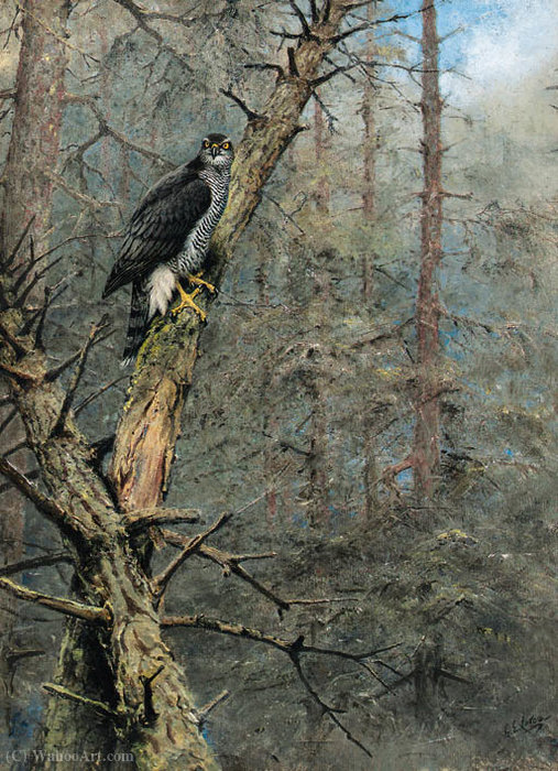 A Goshawk — George Edward Lodge