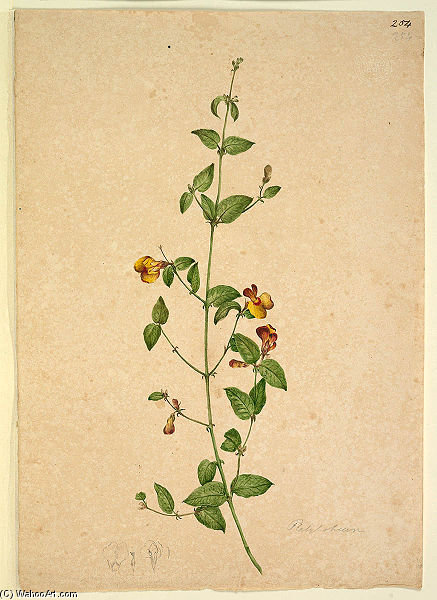 Platylobium — John William Lewin
