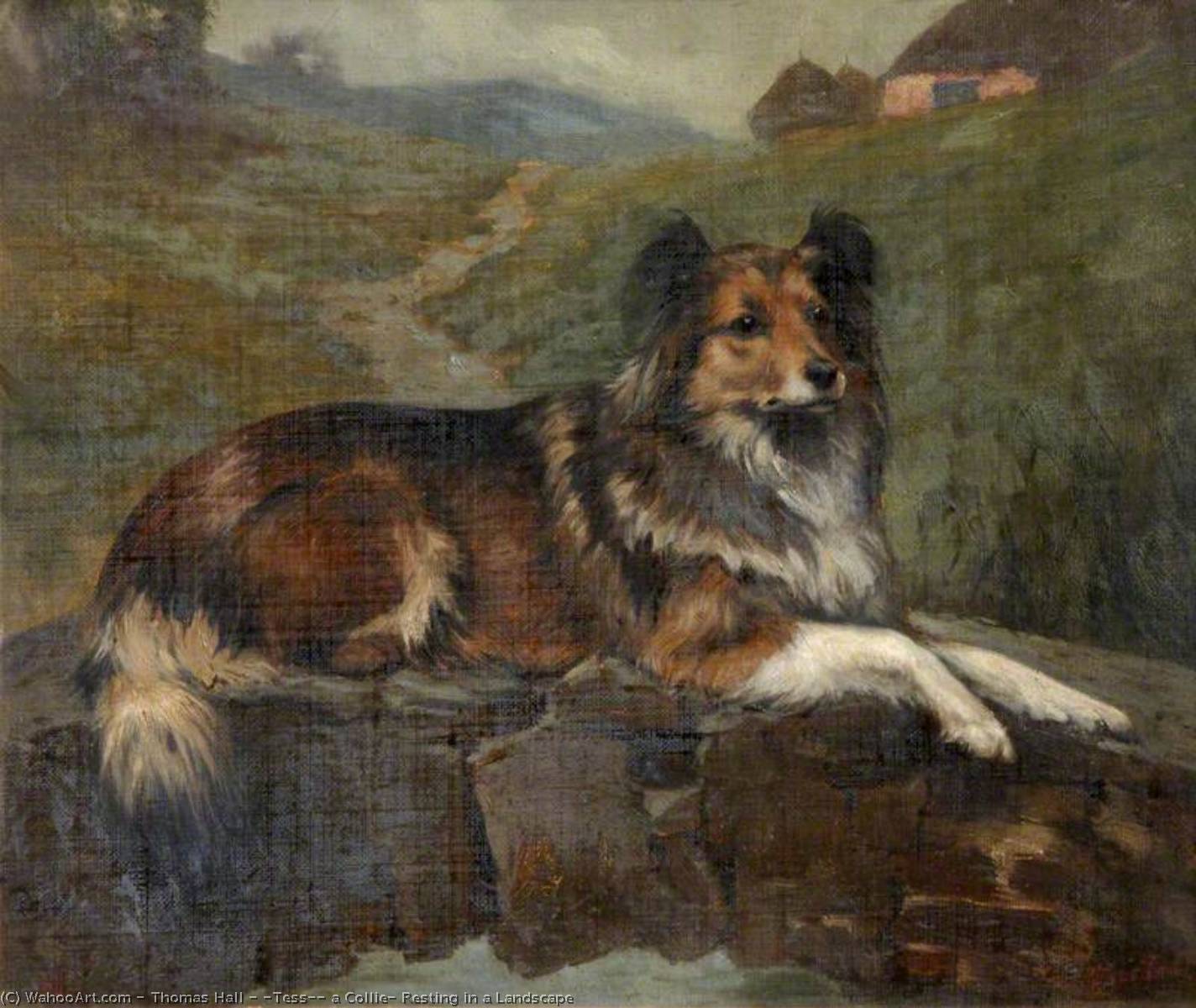 'tess', A Collie, Resting In A Landscape — Thomas Hall