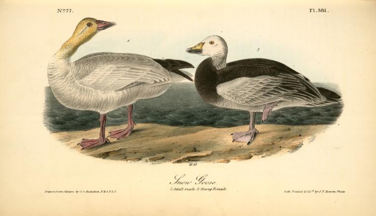 Snow Goose. 1. Adult Male. 2. Young Female — John James Audubon
