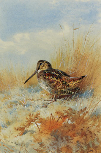 A Woodcock At The Edge Of A Field — Archibald Thorburn