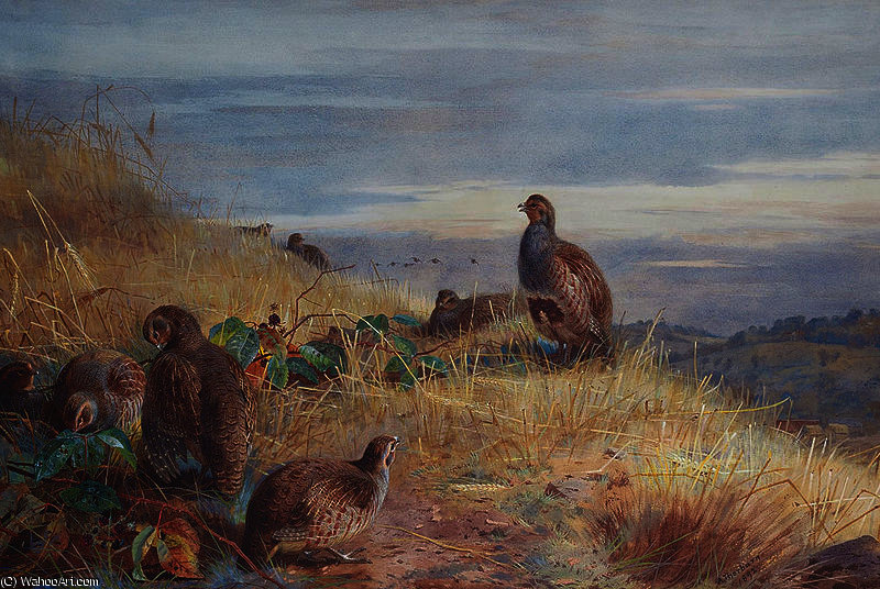 The Covey At Daybreak — Арчибалд Торбурн