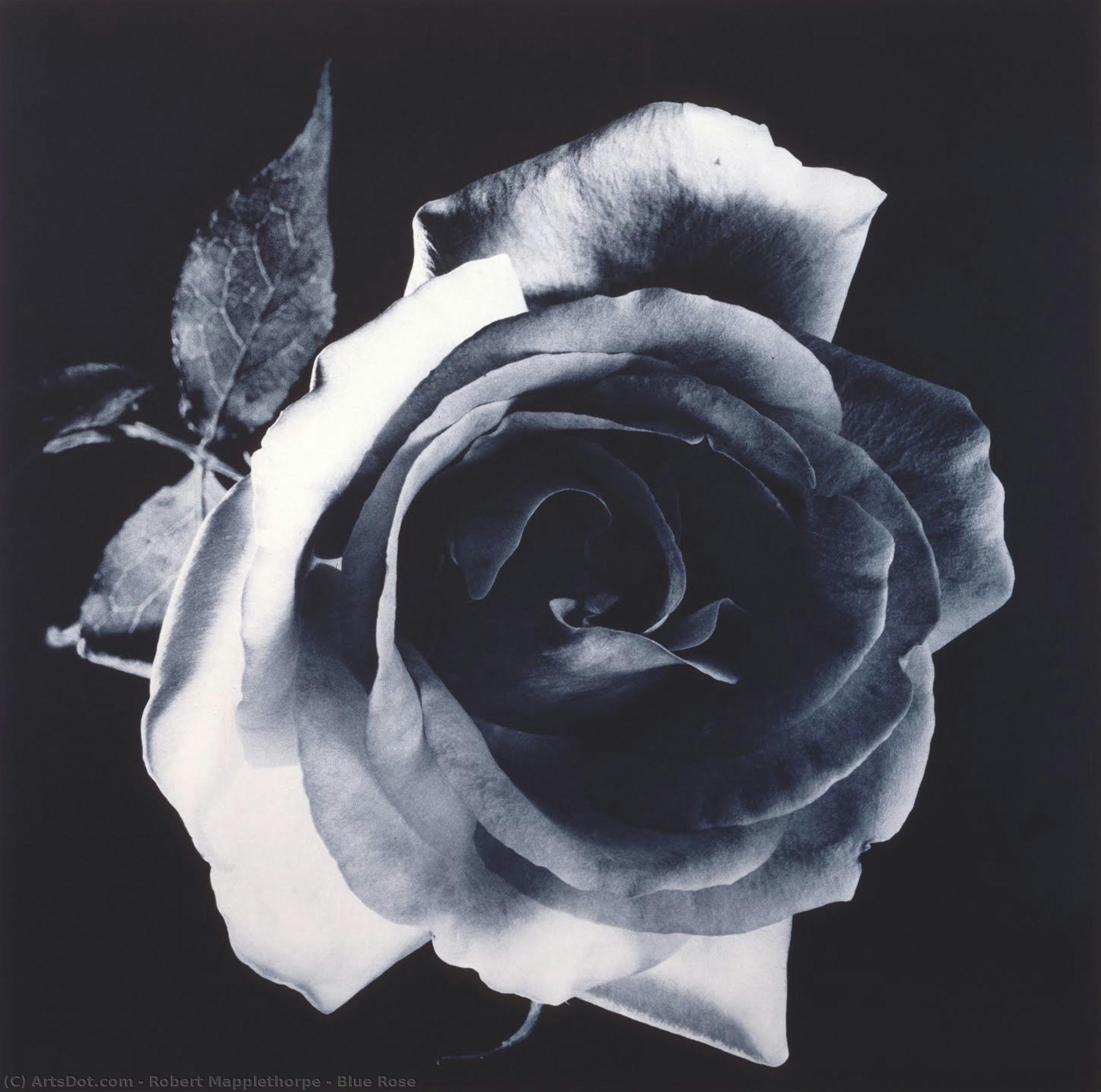 Blue Rose — Роберт Мэпплторп