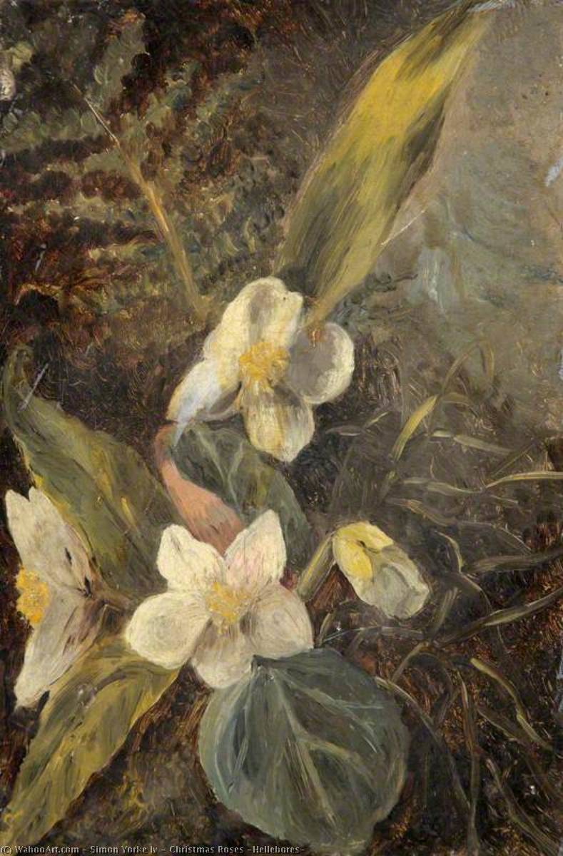 Christmas Roses (hellebores) — Simon Yorke Iv