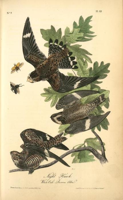 Night Hawk. (white Oak. Quercus Alba.) — ジョン・ジェームズ・オーデュボン