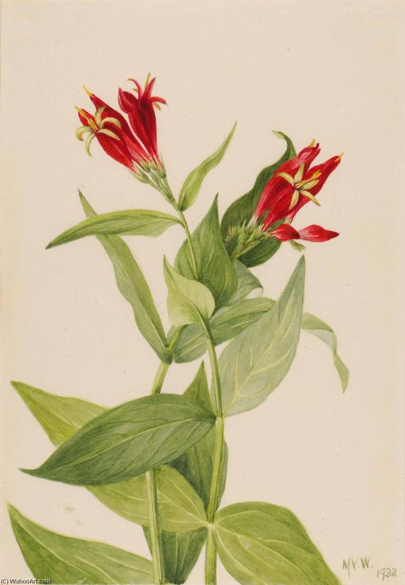 Carolina Pink (spigelia Marylandica) — Мери Вокс Волкотт