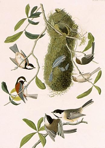 Paridae — John James Audubon