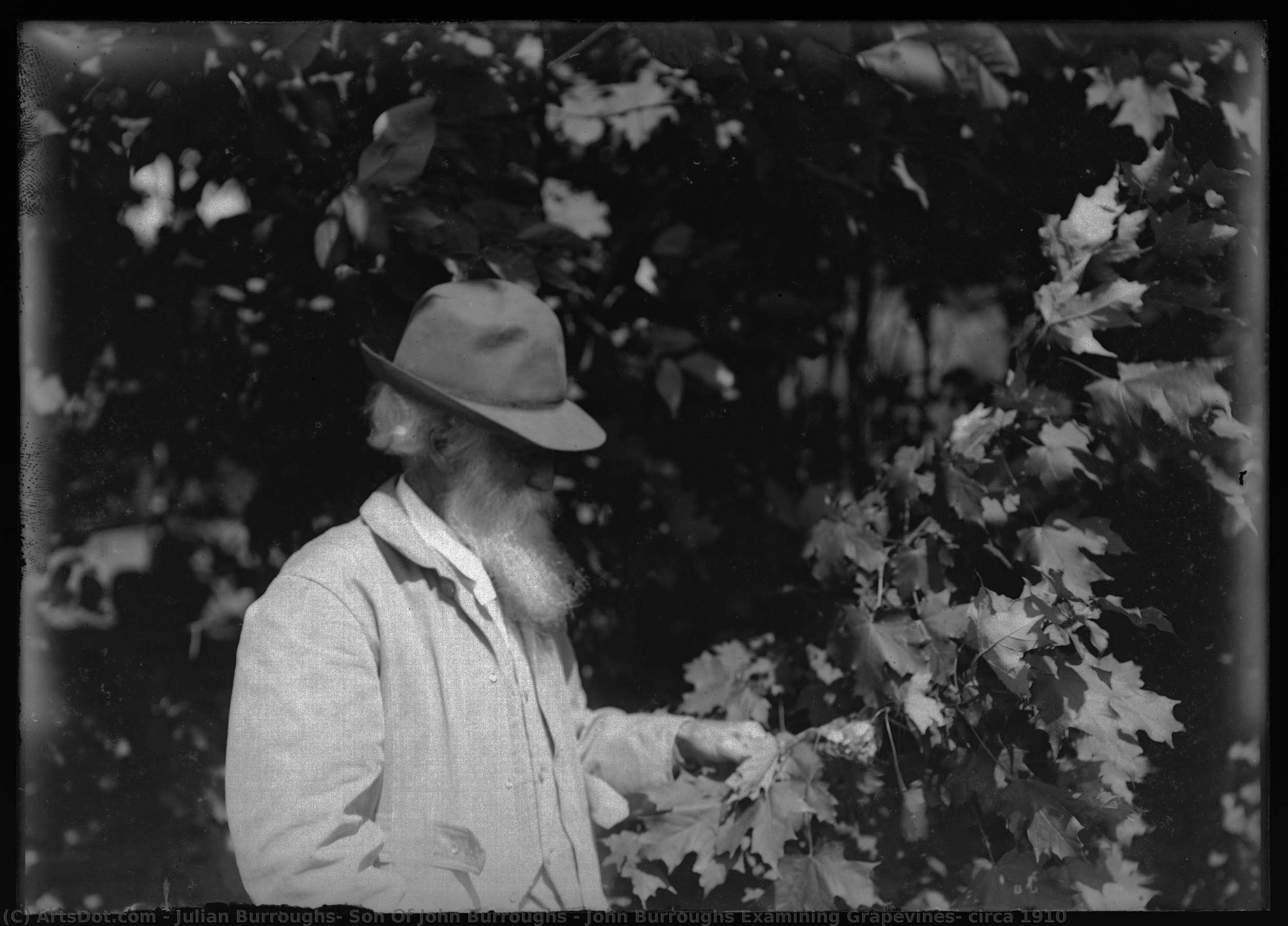 John Burroughs Examining Grapevines, Circa 1910 — Julian Burroughs, Son Of John Burroughs