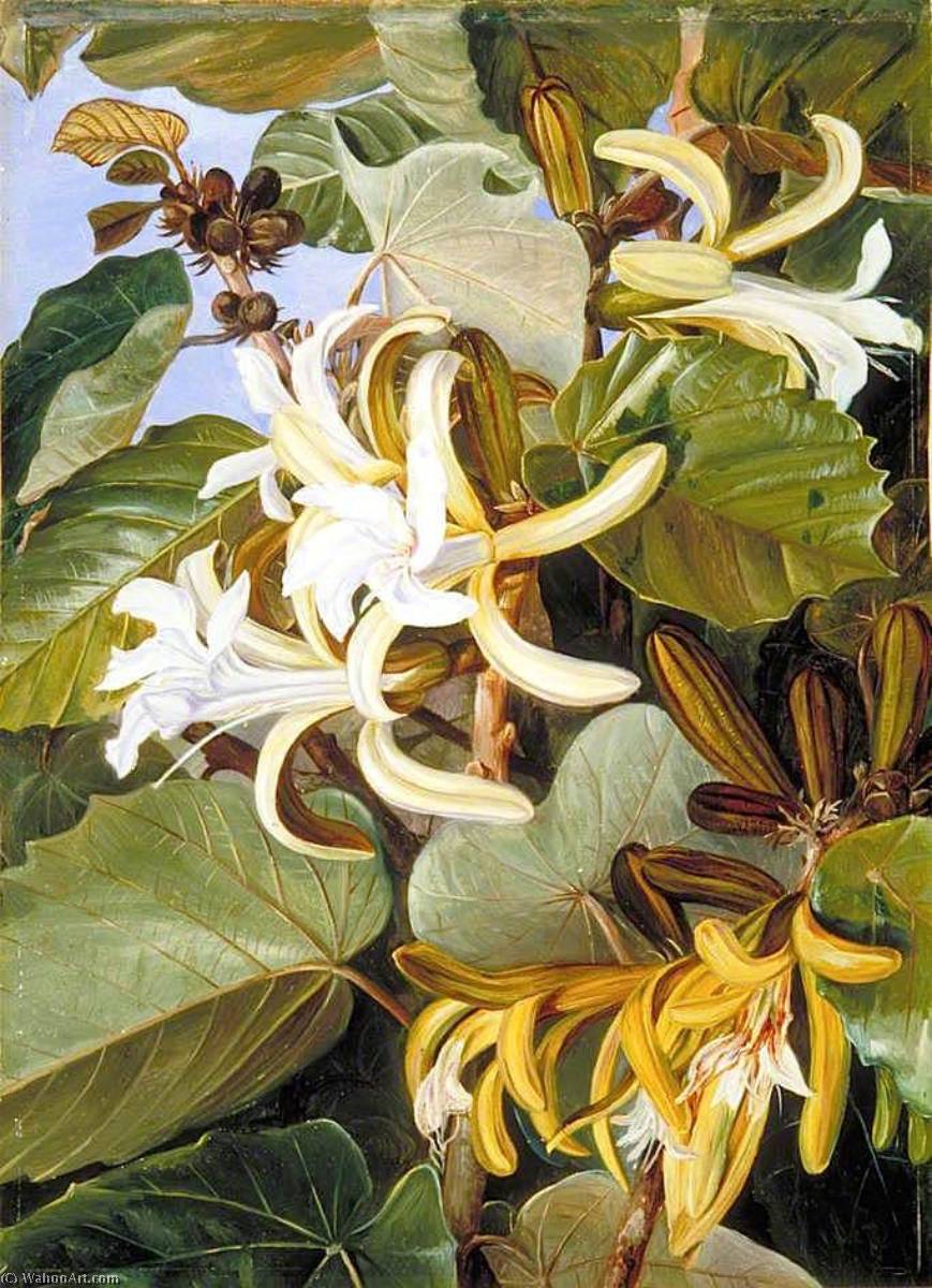 Foliage And Flowers Of An Indian Forest Tree Of Great Beauty — Marianne North