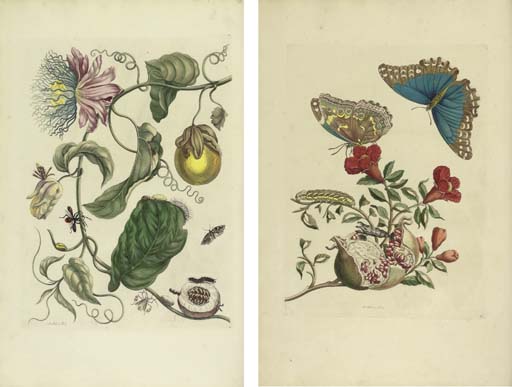 Dissertatio De Generatione Et Metamorphosibus Insectorum Surinamensium — Maria Sybilla Merian