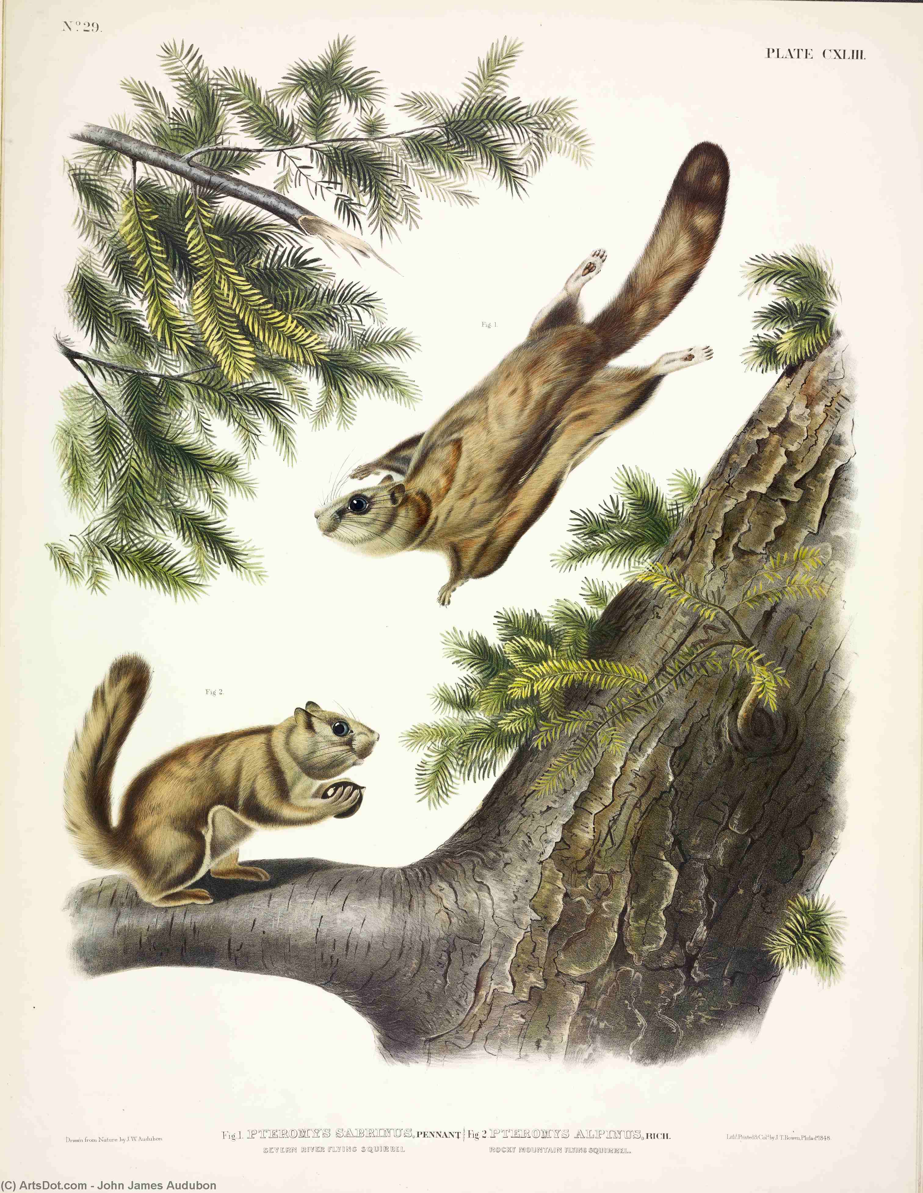 1. Pteromys Sabrinus, Severn River Flying Squirrel; 2. Pteromys Alpinus, Rocky Mountain Squirrel — John James Audubon