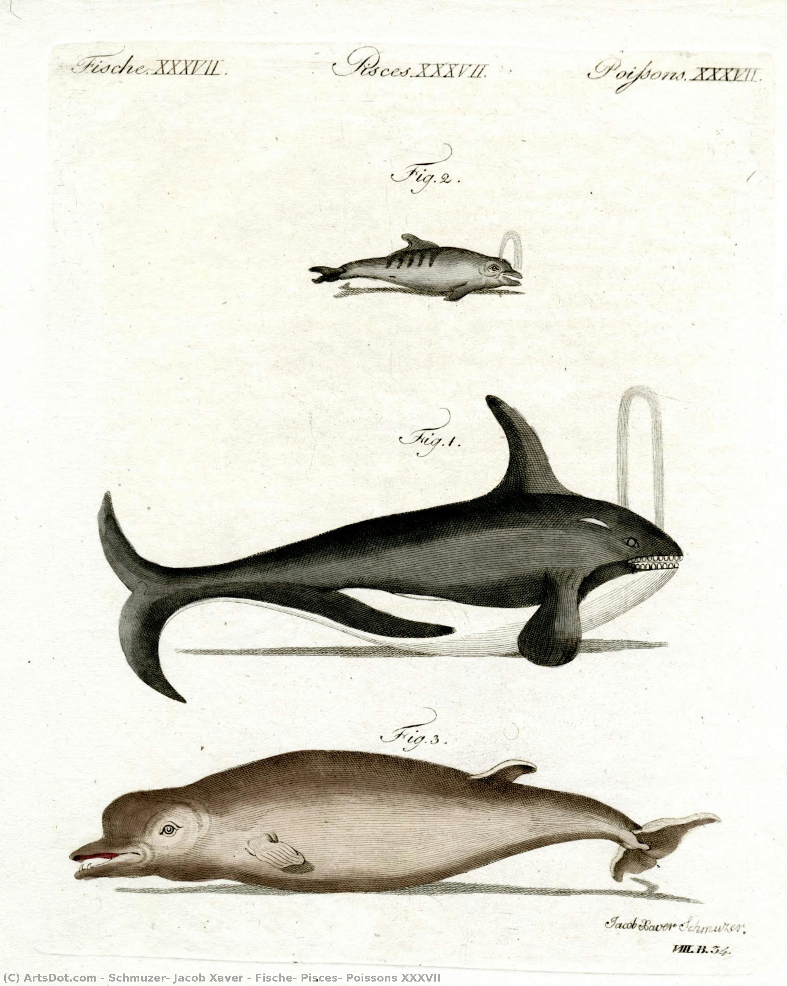 Fische, Pisces, Poissons Xxxvii — Schmuzer, Jacob Xaver