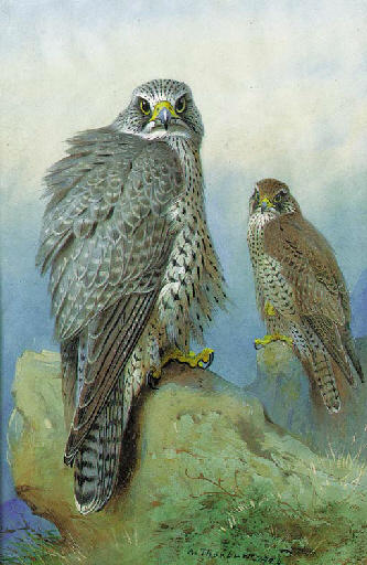 An Iceland Falcon And A Gyr Falcon — Archibald Thorburn