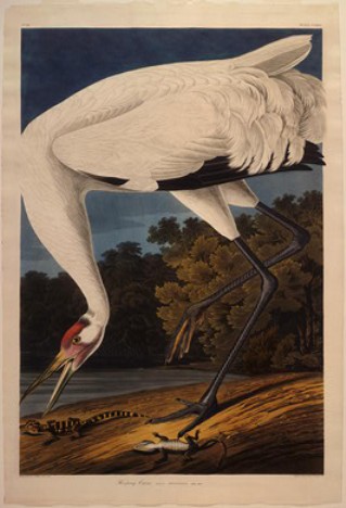Hooping Crane — Robert Havel