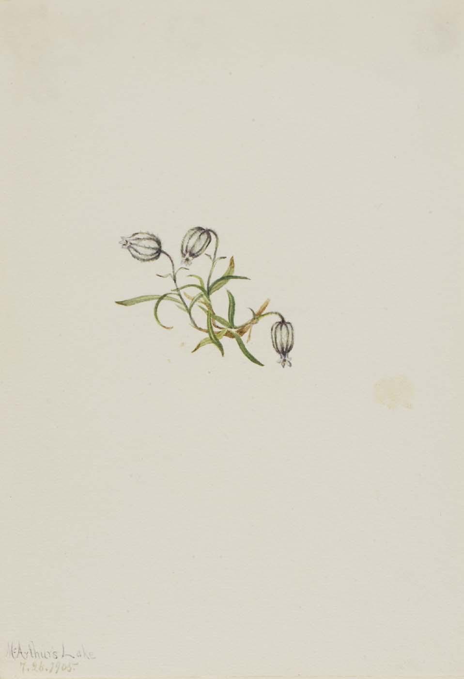 Nodding Campion (lychnis Apetala) — Mary Vaux Walcott