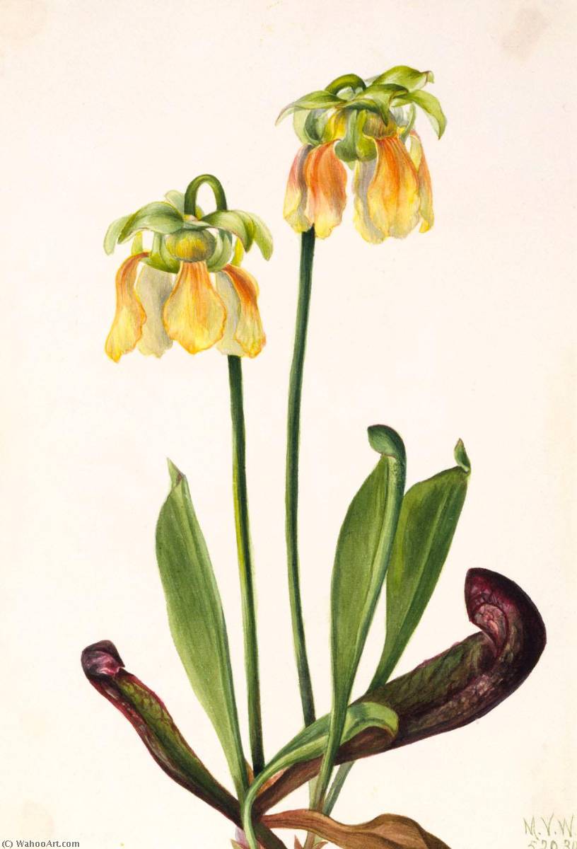 Hybrid Pitcherplant (sarracenia Minor X Psittacina) — Mary Vaux Walcott