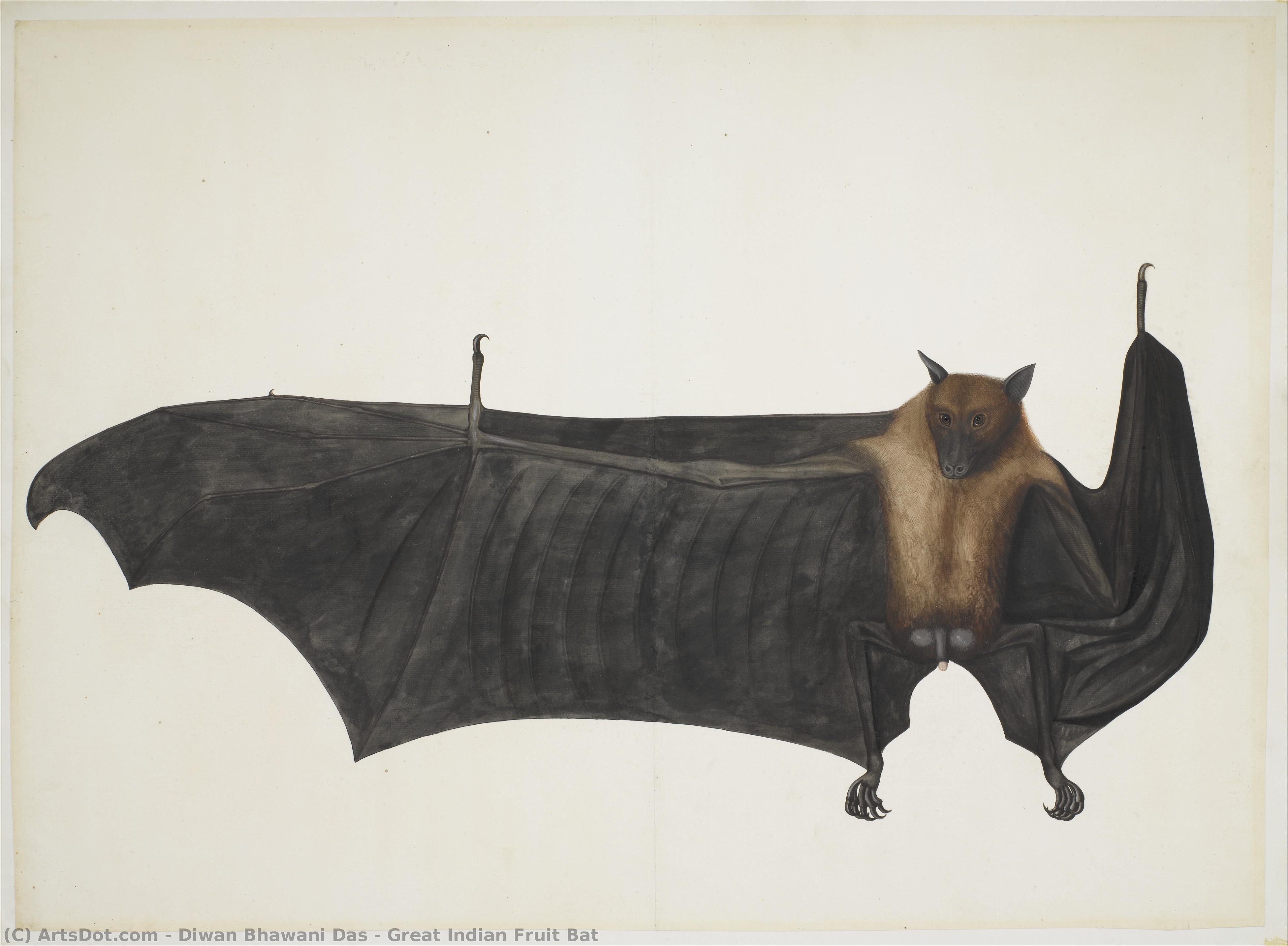 Great Indian Fruit Bat — Diwan Bhawani Das