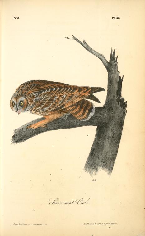 Short-eared Owl — John James Audubon