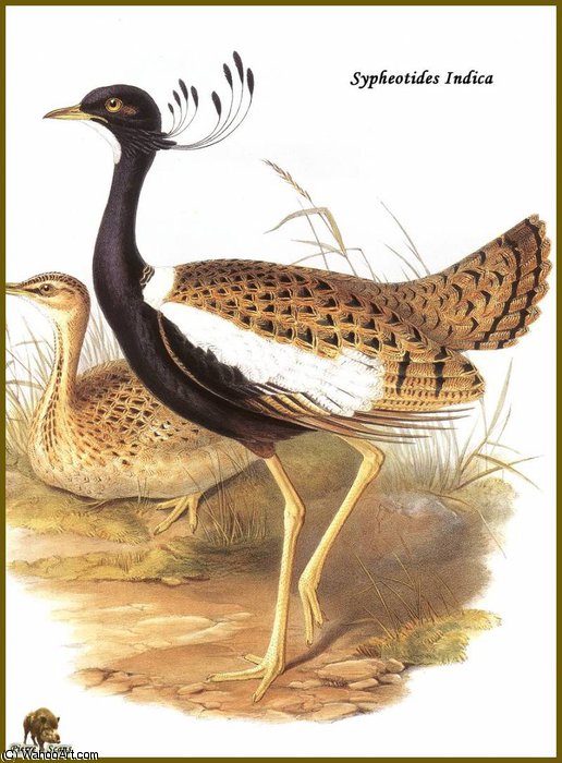 Petit Florican — Иоанн Гуль