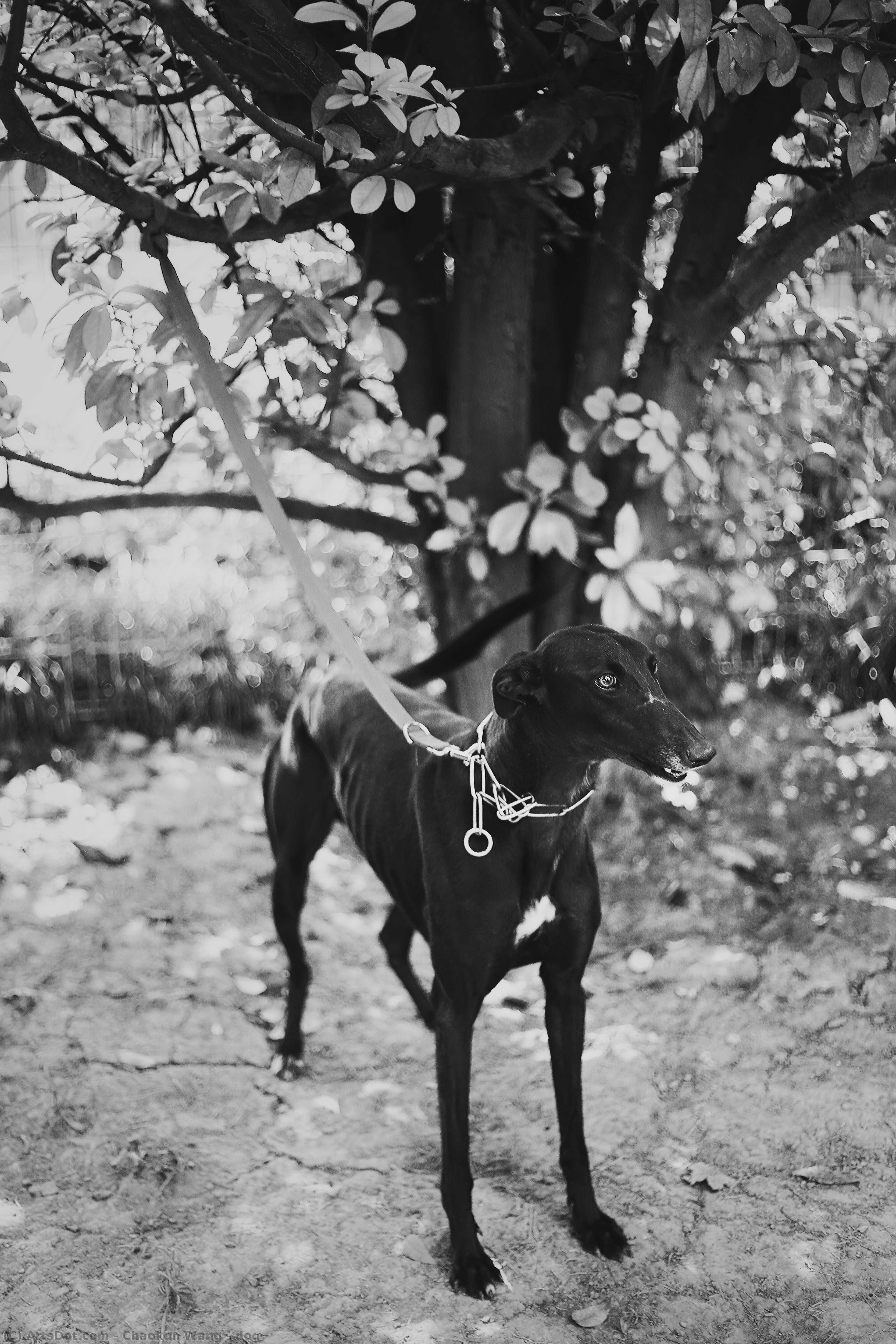 Dog — Chaokun Wang