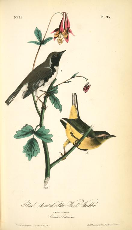 Black-throated Blue Wood-warbler. 1. Male. 2. Female — Джон Јејмс Одобон