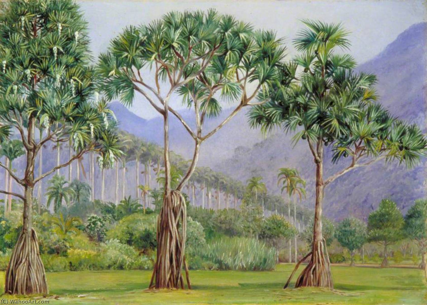 Schraubenbäume Und Allee Der Königspalmen Im Botanischen Garten, Rio, Brasilien — Marianne North