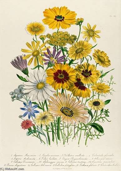 Daisies — Jane Loudon