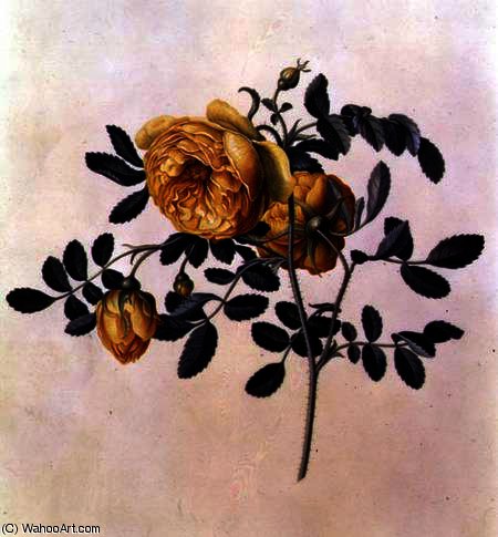 Rosa Hemispherica — Georg Dionysius Ehret