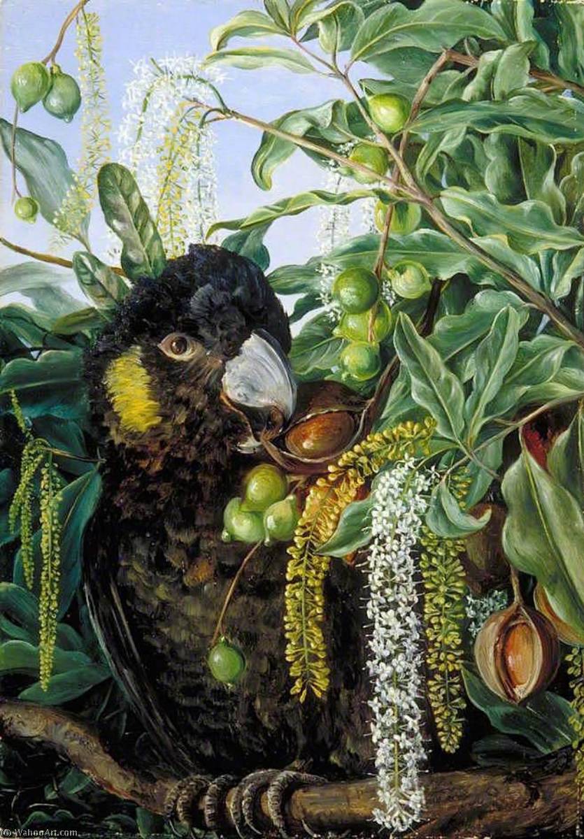 Foliage, Flowers And Fruit Of A Queensland Tree, And Black Cockatoo — Marianne North