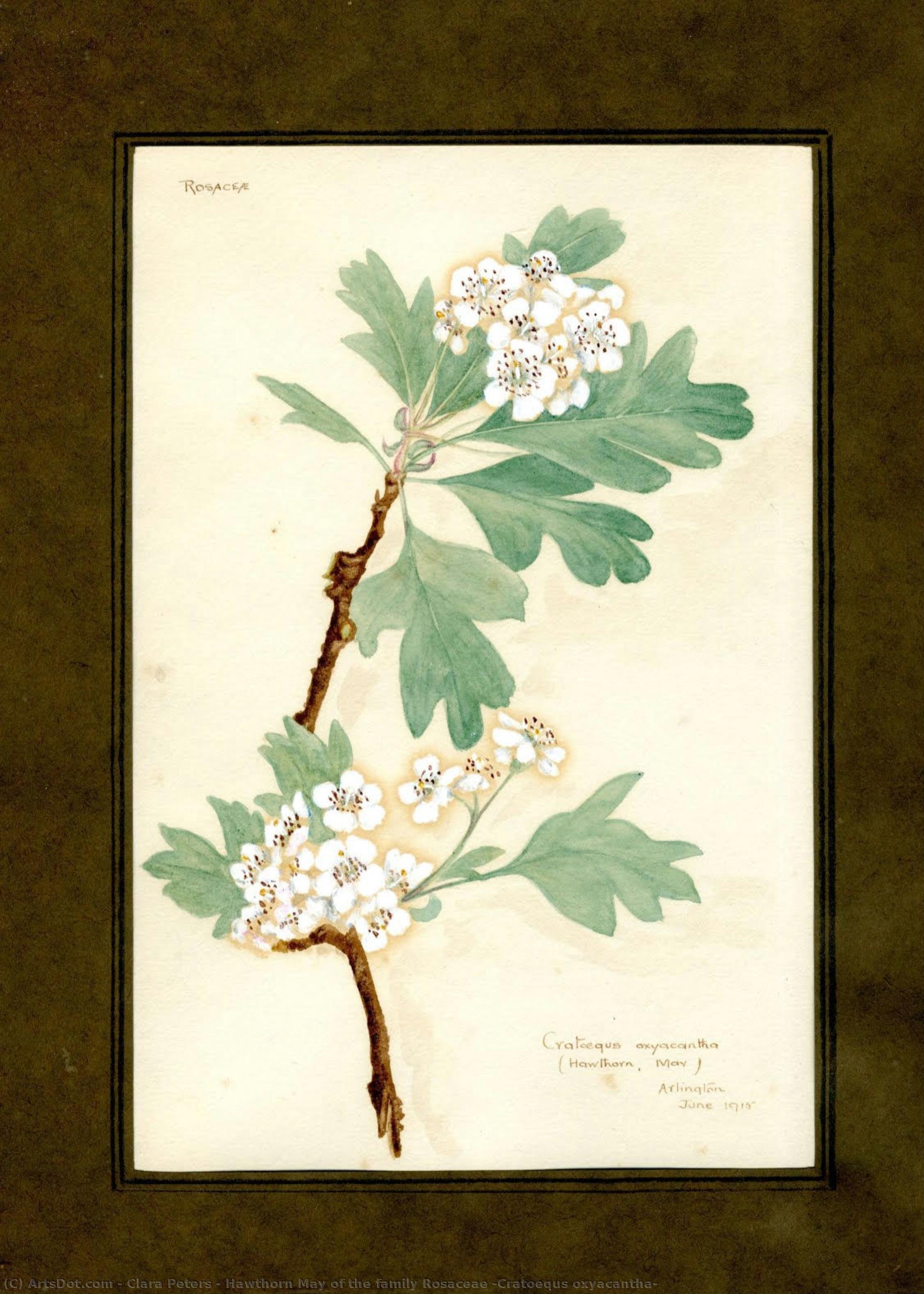 Hawthorn May Of The Family Rosaceae (cratoequs Oxyacantha) — Clara Peeters