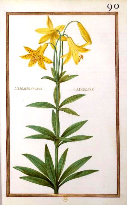 Botanical Drawing — Daniel Rabel