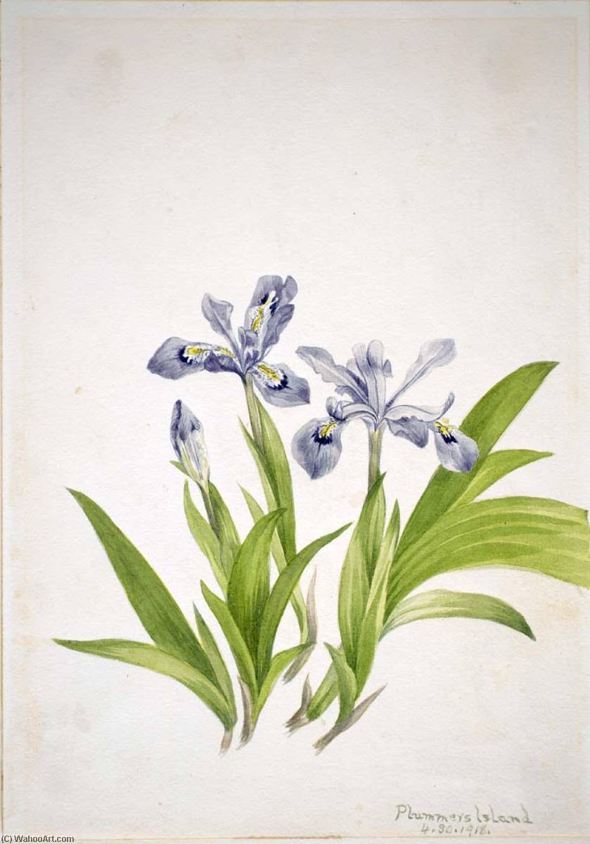 Crested Iris (iris Cristata) — Мэри Вокс Уолкотт